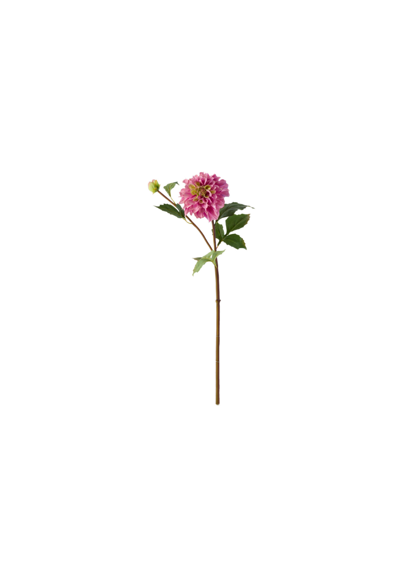 Dahlia Stem — 55cm