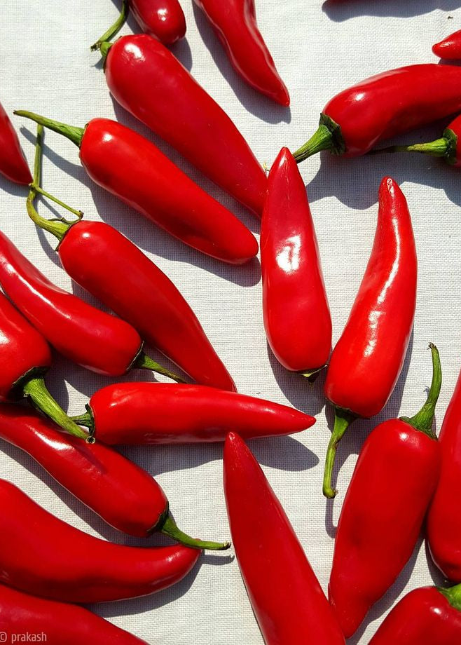 Chilli Garland — FINAL SALE