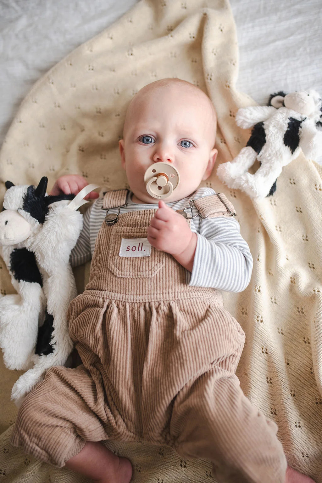 Mini Clover the Cow
